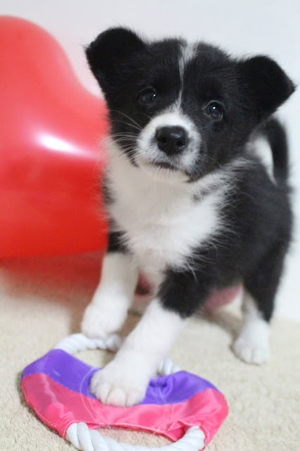子犬の黒白の毛並みと大きな目が魅力的です.