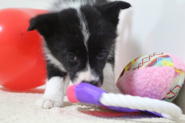 子犬が玩具をくわえて遊んでいる様子.