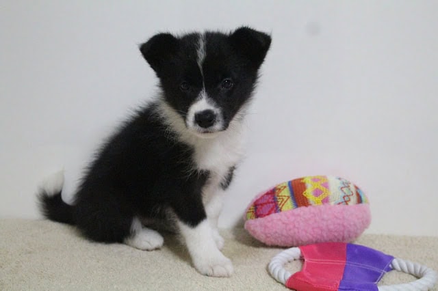 子犬の黒白のかわいい姿とおもちゃの写真.