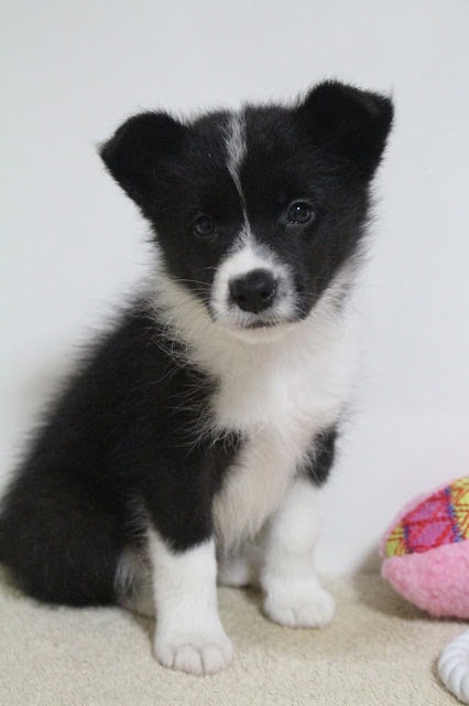 子犬のアップ写真、黒と白の毛色が特徴的です。.