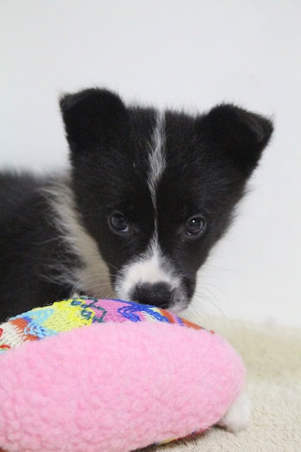 子犬の黒と白のかわいい顔のアップ写真.