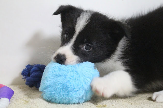 子犬が青いぬいぐるみを咥えて遊んでいる様子.