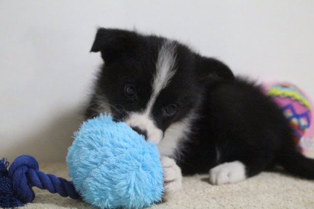 子犬が青いおもちゃをくわえて遊んでいる様子.