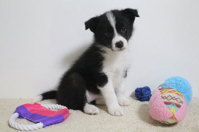 子犬の黒白のかわいい子犬の写真.
