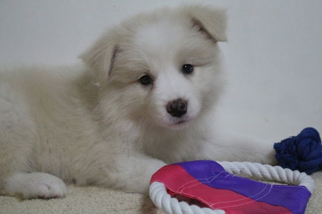 子犬のかわいい白い子犬の写真です。.