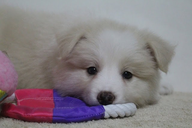 子犬がぬいぐるみと遊んでいる様子.