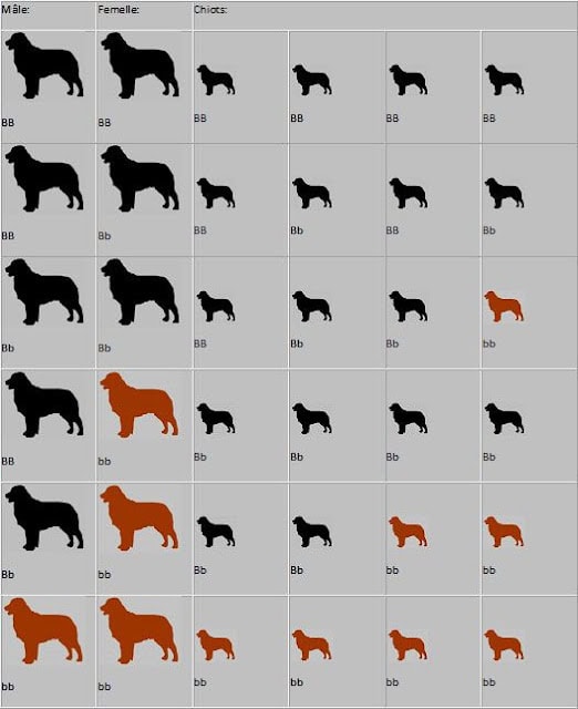 ボーダーコリーの遺伝子型と色の遺伝パターンの表.