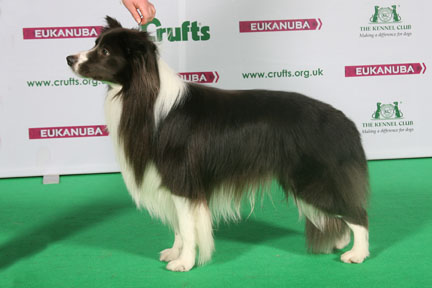 ボーダーコリーの側面から見た姿。黒と白の美しい毛色と優雅な姿勢が特徴です。.