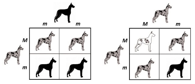 遺伝法則を示す図：色と遺伝子型の関係性を解説.