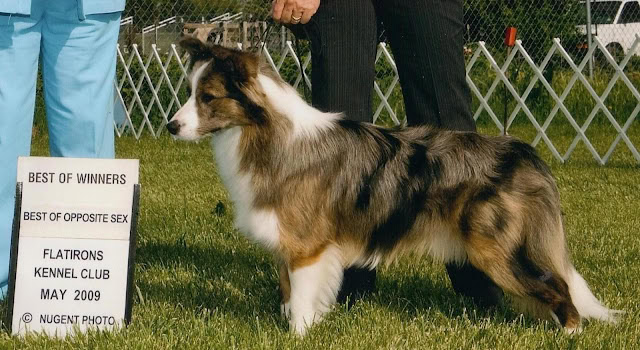 コリー犬が賞を受賞し、展示されている様子.