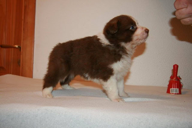 子犬の横顔と人の手の一部が写ったかわいい子犬の写真.