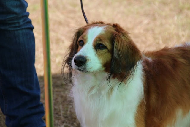 犬の散歩中の犬のアップ写真です。.