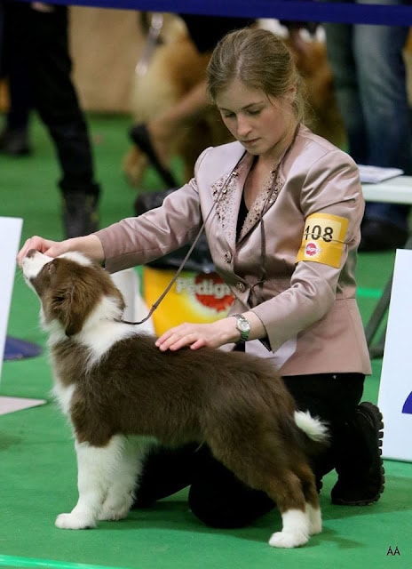 子犬と女性のハンドリングシーン、犬種展示会の様子.