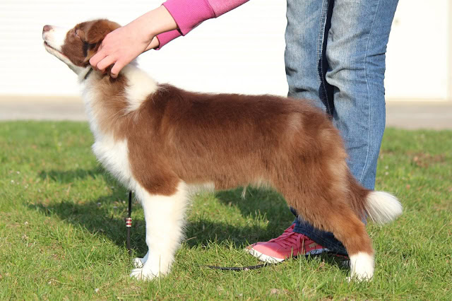 子犬のコリーが飼い主に撫でられている様子.