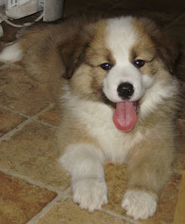 サンダー来日記念のかわいい子犬の写真です.