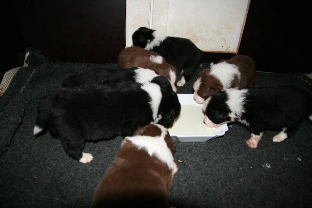 子犬たちが餌を食べている様子を撮影した写真です。.