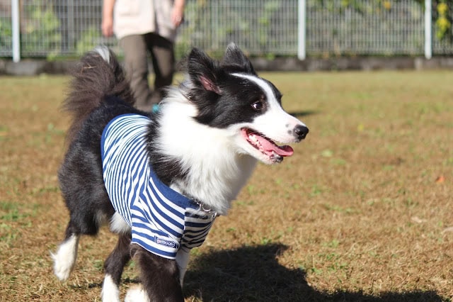 犬が青と白のストライプシャツを着て走る.