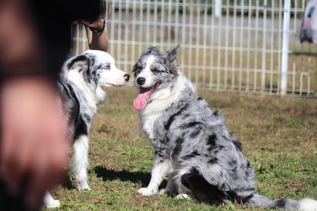 犬たちが楽しそうに交流している様子.