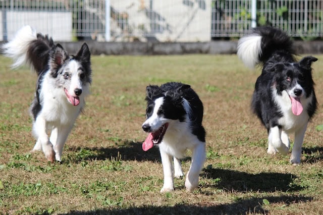3匹の犬が広い芝生の上で遊んでいる様子.
