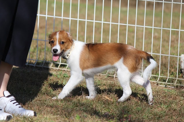 フェンスの中で遊ぶジャックラッセルテリアの子犬の写真.