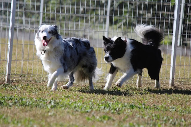 広いフィールドで走る2匹の犬、楽しそうに遊んでいます。.
