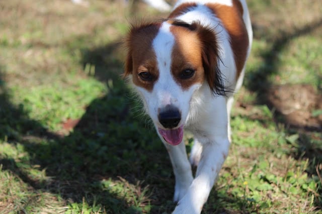 秋の公園で遊ぶジャック・ラッセル・テリアの犬.