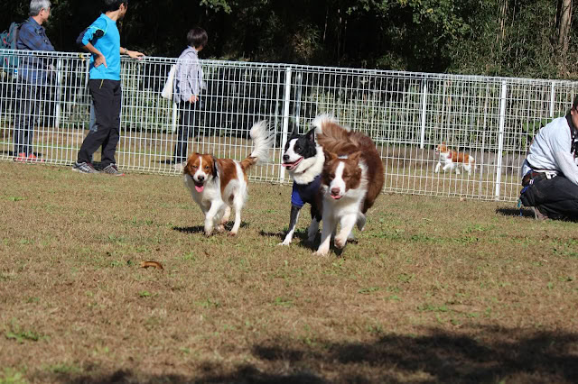犬と飼い主が楽しむ屋外イベントの様子.