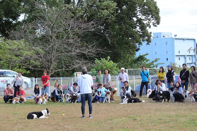 犬と飼い主が集まるアウトドアイベントの様子.