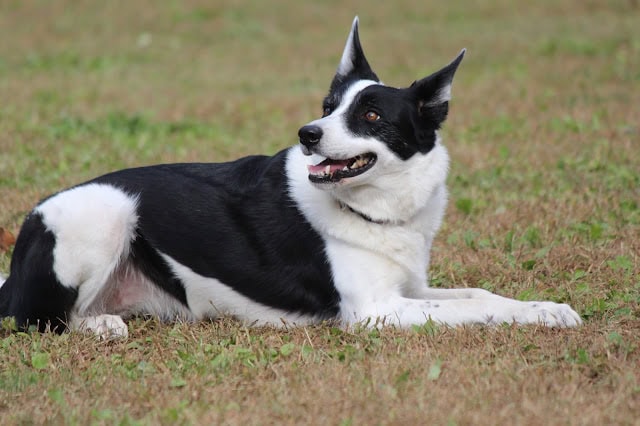黒白のコリー犬が芝生の上で横たわる姿.