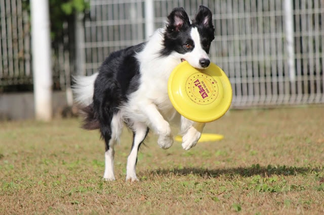 犬が黄色いフリスビーを咥えて走る瞬間を捉えた写真.