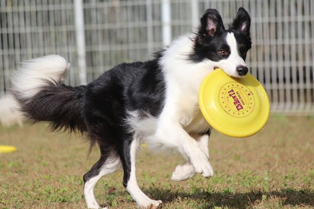 犬がフリスビーを咥えて走る様子.