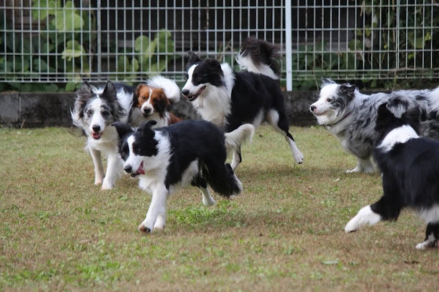 犬たちが楽しそうに走る様子.