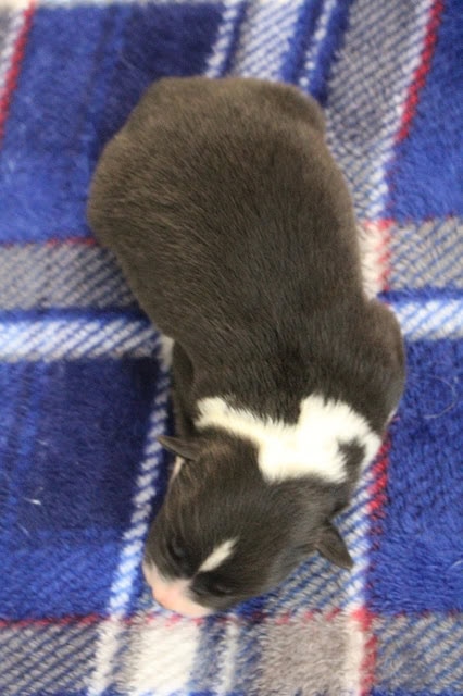 子猫が毛布の上で眠っている写真.