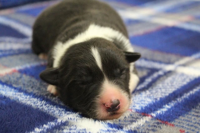 子犬の赤ちゃんが眠っている様子.