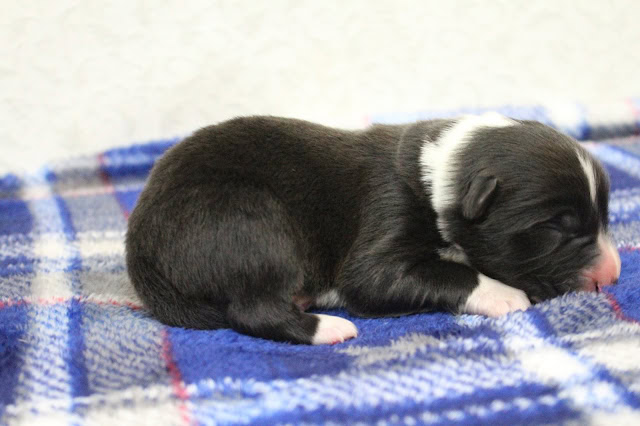 子犬のかわいい寝顔とふわふわの毛並み.