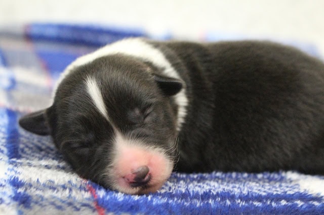 赤ちゃん犬が眠っている様子.