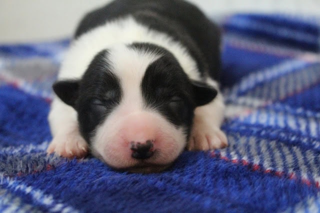 子犬が毛布の上で眠っている写真.