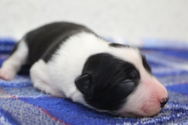 子犬が静かに眠っている様子.