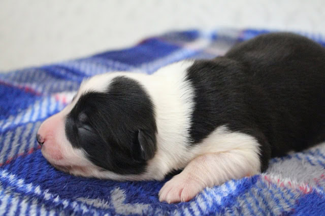 生まれたばかりの黒白の子犬が眠っている様子.