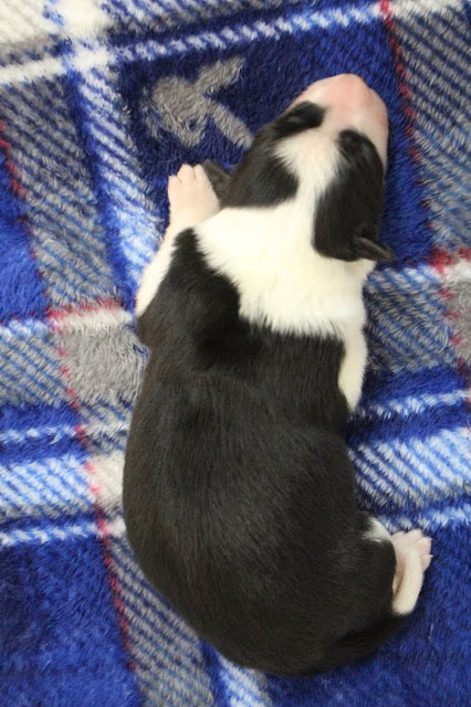 子犬が青いチェック柄の毛布の上で眠っています.