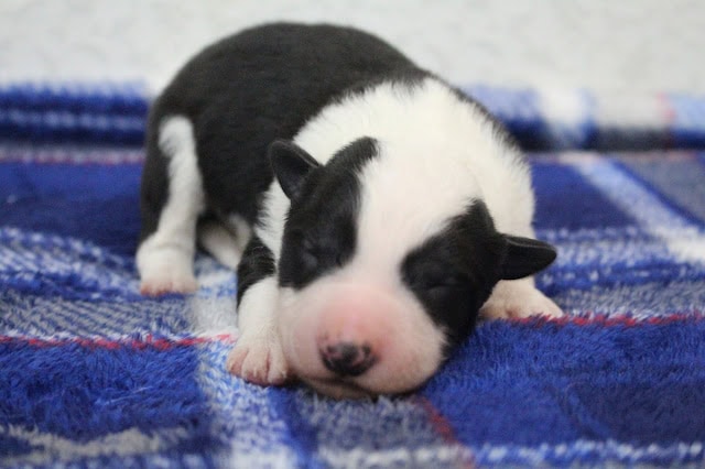 子犬が毛布の上で眠っている様子.