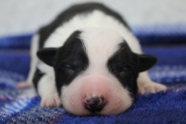 子犬が眠っているかわいい瞬間を捉えた写真です。.