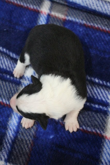 子犬のかわいい黒白の毛色と小さな体が映っています.