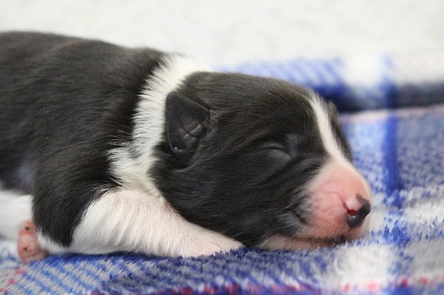 新生児の子犬が眠っているかわいい瞬間を捉えた画像です。.