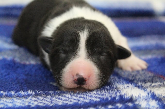 子犬のかわいい寝顔と黒白の毛色.