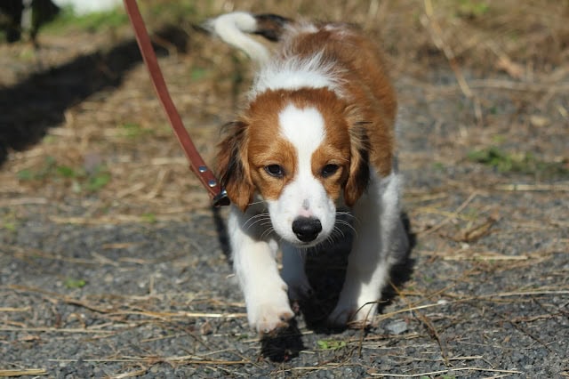 犬の子犬がリードをつけて散歩しているシーン.