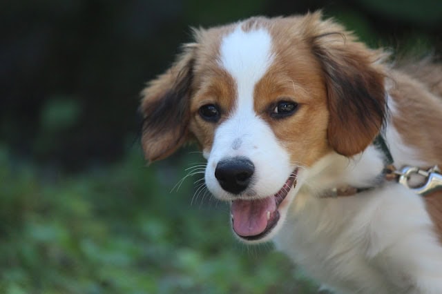 犬のアップ写真、明るい表情とふわふわの毛並みが特徴です.