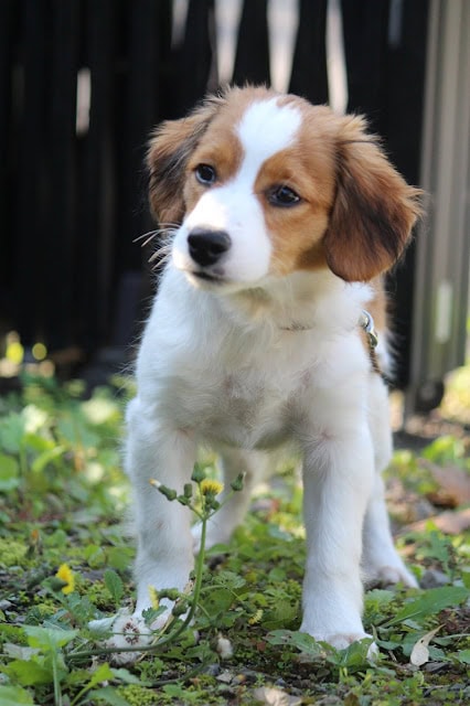 かわいい子犬が草の上に立っています。.