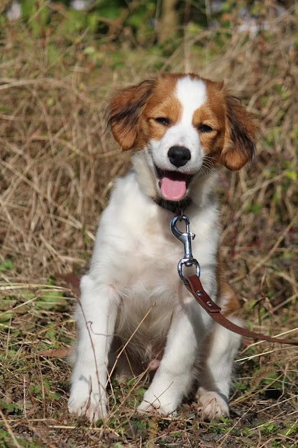 かわいい子犬が草原で座っている様子.