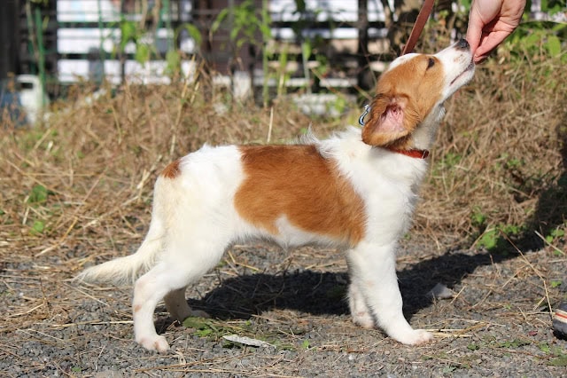 おやつをもらう子犬の横顔と体の側面の写真.